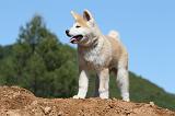AKITA INU 454